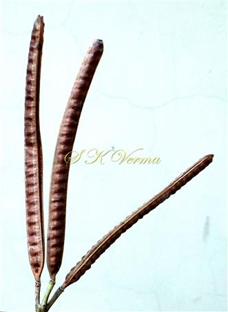  Legumes